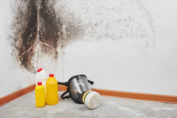 Best Basement Mold Remediation in Jeffersonville, OH