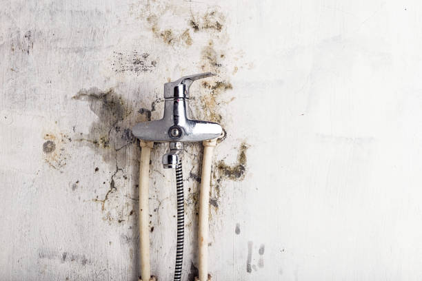 Best Emergency Mold Remediation in Jeffersonville, OH