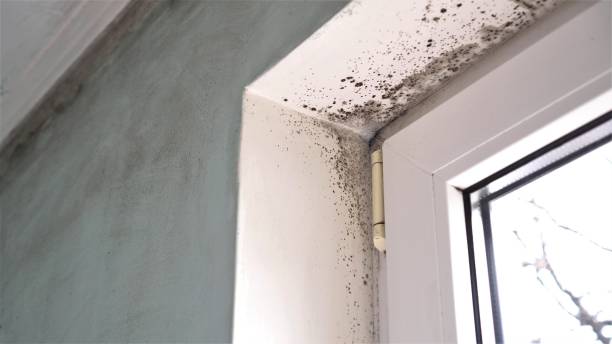 Best Residential Mold Remediation in Jeffersonville, OH