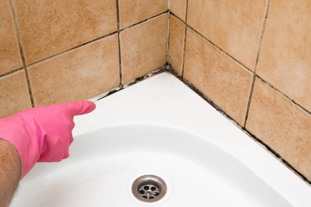 Best White Mold Remediation in Jeffersonville, OH