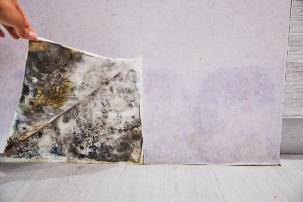  Jeffersonville, OH Mold Removal Pros